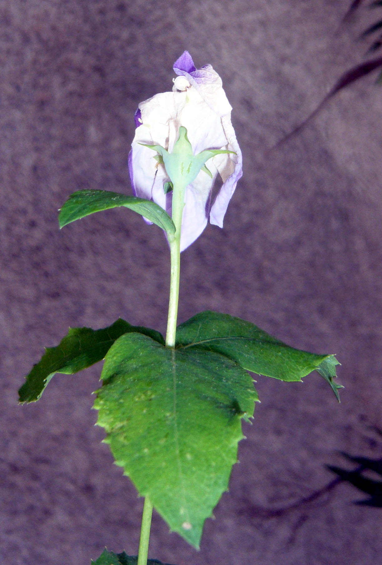 Pianta ignota nata da seme